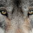 The Wolf